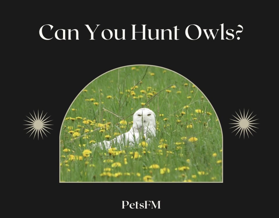 Can You Hunt Owls